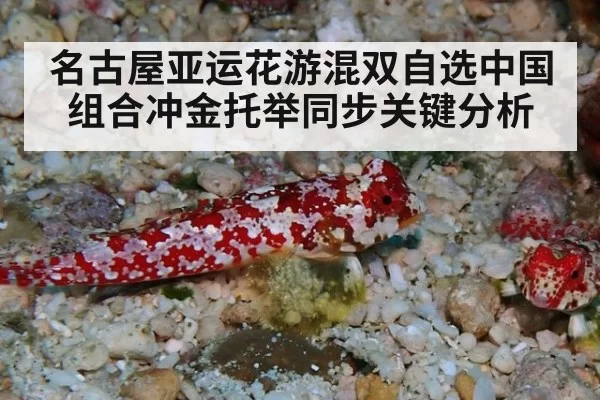 名古屋亚运花游混双自选中国组合冲金托举同步关键分析